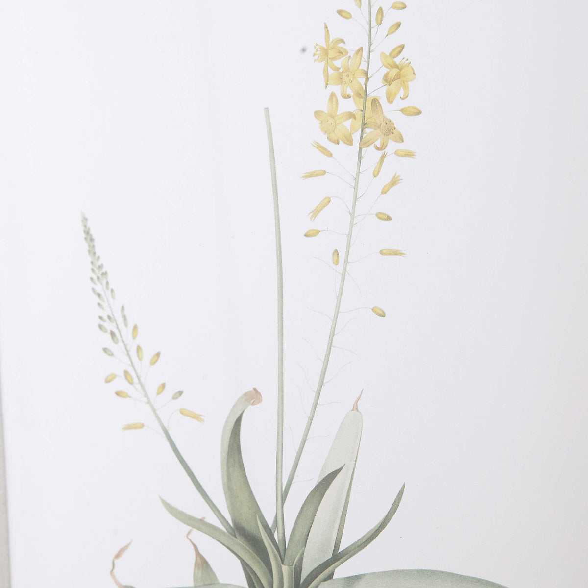 Spring Florals Framed Prints, S/12