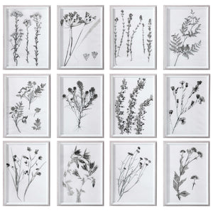 Contemporary Botanicals Framed Prints, S/12